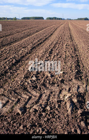 Champ labouré avec des traces de tracteur dans le temps d'automne Banque D'Images