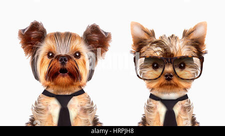 Funny dogs portant cravate, chapeau et lunettes. Concept d'affaires Banque D'Images