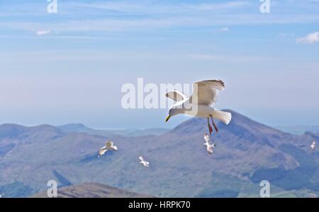 Oiseaux volant au sommet du Mont Snowdon, Snowdonia, dans le Nord du Pays de Galles Banque D'Images