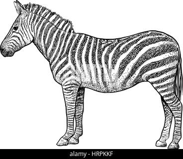 Zebra illustration, dessin, gravure, encre, dessin au trait, vector Illustration de Vecteur