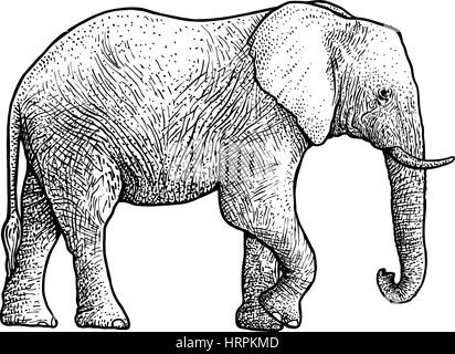 Illustration de l'éléphant, dessin, gravure, encre, dessin au trait, vector Illustration de Vecteur