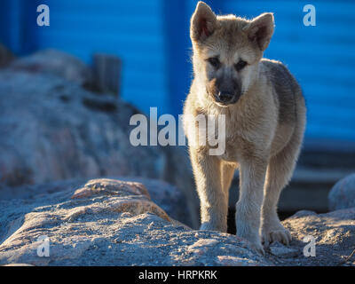 Groenland chien chiot, Ilulissat, Groenland, Greenlandt Banque D'Images