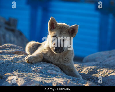 Groenland chien chiot, Ilulissat, Groenland, Greenlandt Banque D'Images