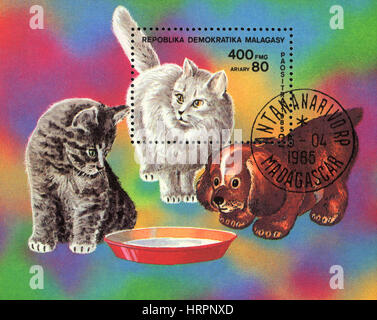 Un timbre-poste imprimé en malgache montre un chat et deux chiot, à partir de la série races de chats, 1985 Banque D'Images