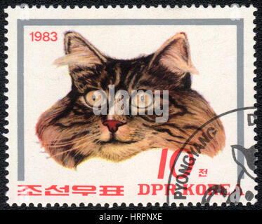 Un timbre-poste imprimé en RPD de Corée montre une tête de chat sauvage, à partir de la série Races de chat, vers 1983 Banque D'Images