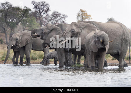 L'éléphant africain (Loxodonta africana) troupeau d'alcool au point d'eau, Kruger National Park, Afrique du Sud Banque D'Images