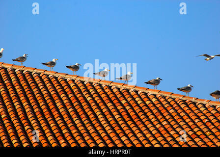 Mouettes alignées sur le toit de la Chioggia marché aux poissons. Banque D'Images