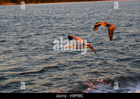 Deux Pélican brun (Pelecanus occidentalis) volant près de Cumberland Island National Seashore, GA, USA Banque D'Images