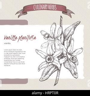 La vanille vector hand drawn croquis. Herbes culinaires collection. Illustration de Vecteur