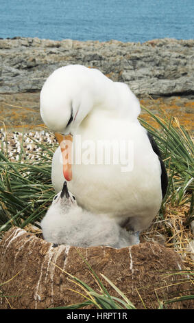 Albatros à sourcils noirs (Thalassarche melanophris) des profils avec jeune poussin sur son nid, Îles Falkland Banque D'Images