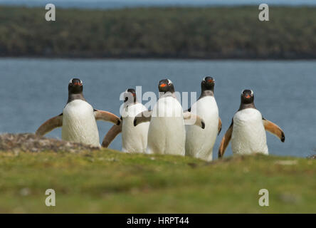 Manchots Papous (Pygoscelis papua) marcher à partir de la mer pour leur colonie de reproduction à l'intérieur des terres, Îles Falkland Banque D'Images