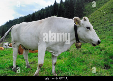 Plateau d'Asiago, Veneto, Italie. Une vache Chianina. Banque D'Images