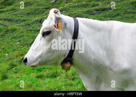 Plateau d'Asiago, Veneto, Italie. Une vache Chianina. Banque D'Images