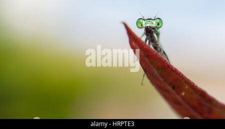 Panorama gros plan d'une drôle à la libellule sur une feuille. Scène typique de l'été dans la macro photographie. Banque D'Images