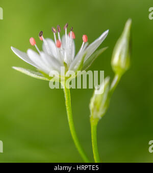 Close-up d'une minuscule fleur sauvage blanc sur un fond vert hors foyer Banque D'Images