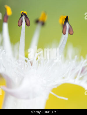 Fleur - Menyanthes trifoliata. Gros plan vertical Banque D'Images