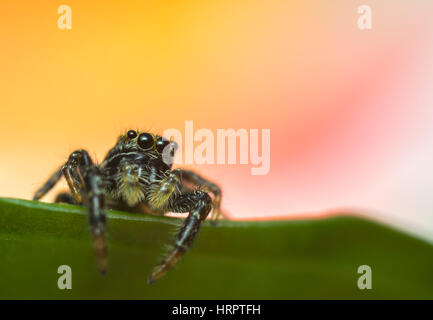 Araignee Sauteuse Bebe Marpissa Muscosa Images Sur Une Feuille Jaune Avec Un Fond Vert Prises En Hollande L Europe Photo Stock Alamy