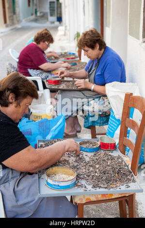 Un groupe de femmes la compensation gouttes de mastic à l'extérieur de la maison dans le village médiéval de Pyrgi, Chios, Grèce. La résine de l'arbre sur une lande laye Banque D'Images