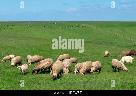 Les troupeaux de moutons et vaches. Un troupeau de moutons libre. Troupeau de vaches dans la profondeur. Banque D'Images