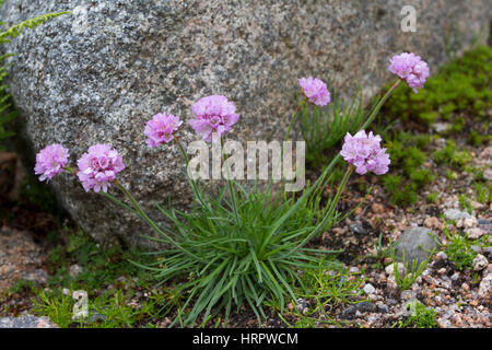 L'économie, de l'Arménie maritime, seule plante croissant sur les rochers. Les Cairngorms, Ecosse, Royaume-Uni Banque D'Images