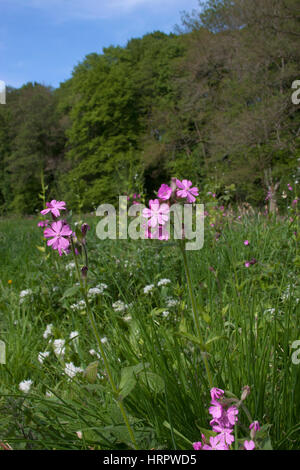 Red Campion, Silene dioica, poussant dans les prairies. Prises de mai. La Réserve Naturelle de Knapp, Worcestershire, Royaume-Uni. Banque D'Images