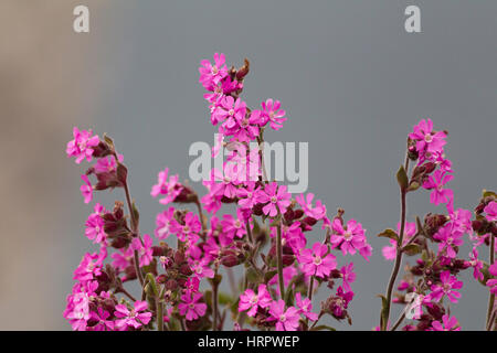 Red Campion, Silene dioica. Prises de juin. Falaises de Bempton, Yorkshire, UK. Banque D'Images