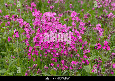 Red Campion, Silene dioica, profusion de fleurs. Prises de juin. Falaises de Bempton, Yorkshire, UK. Banque D'Images