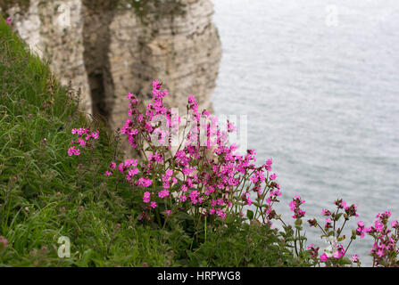 Red Campion, Silene dioica, croissant sur les bords de falaises. Prises de juin. Falaises de Bempton, Yorkshire, UK. Banque D'Images