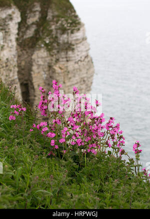 Red Campion, Silene dioica, croissant sur les bords de falaises. Prises de juin. Falaises de Bempton, Yorkshire, UK. Banque D'Images