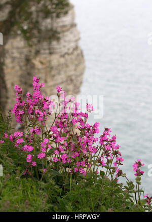 Red Campion, Silene dioica, croissant sur les bords de falaises. Prises de juin. Falaises de Bempton, Yorkshire, UK. Banque D'Images