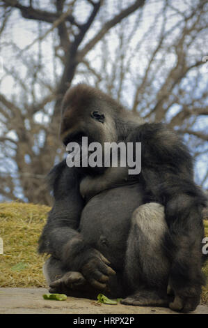 Gorilla assis sur un rocher Banque D'Images