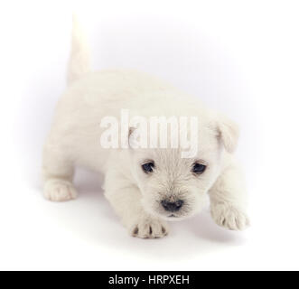 Petit chiot Bichon isolé sur fond blanc Banque D'Images