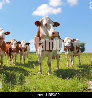 Vaches vaches montbéliardes exclusivement dans le pré Banque D'Images