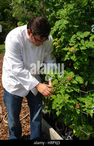 Chef examine les mûres dans le jardin communautaire Banque D'Images