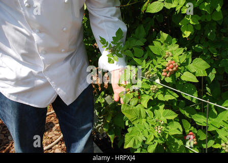 Chef examine le romarin dans jardin Banque D'Images