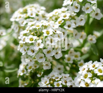 Alyssum blanc fleurs parfumées de miel close-up Banque D'Images