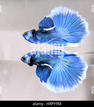 Demi-lune bleu Betta Splendens mâle Banque D'Images