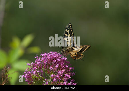 Papillon machaon (Papilio machaon), Côte d'Amalfi, Italie, Banque D'Images