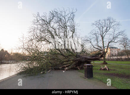 Arbre déracinés dans la tempête, Doris (23.03.2017), Regents Park, London, Royaume-Uni, Iles britanniques Banque D'Images