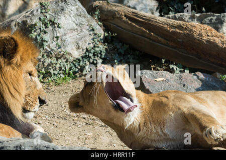 Lionne complètement bâillements ouvrant la bouche en face de l'homme lion, image horizontale. la leonessa sbadiglia completamente aprendo la bocca di fronte Banque D'Images