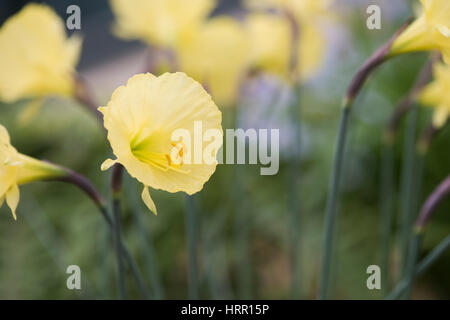 Narcissus Romieuxii. Jupon cerceau daffodil Banque D'Images