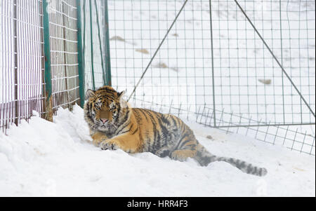 Jeune tigre de Sibérie au zoo dans de mauvaises conditions. L'heure d'hiver Banque D'Images