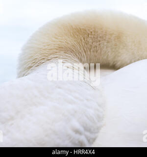 Close up/résumé d'un cou de cygne. Banque D'Images