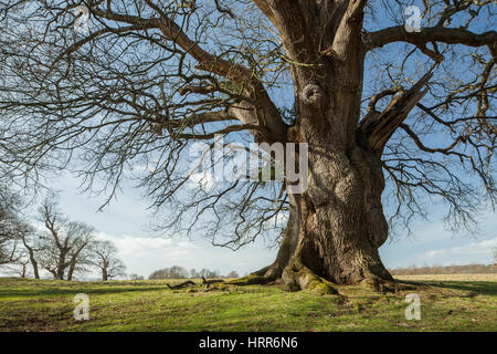 Au début du printemps, Petworth Park West Sussex, Angleterre. Banque D'Images