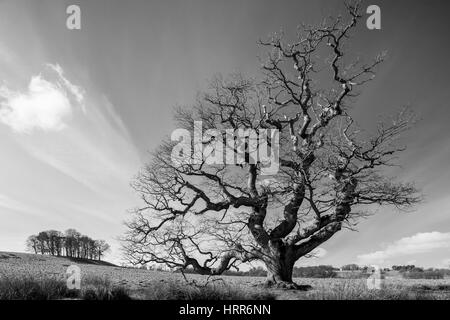 Au début du printemps, Petworth Park West Sussex, Angleterre. Banque D'Images