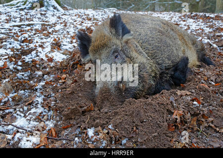 Le sanglier (Sus scrofa) reposant dans le creux, sol enneigé, Schleswig-Holstein, Allemagne Banque D'Images