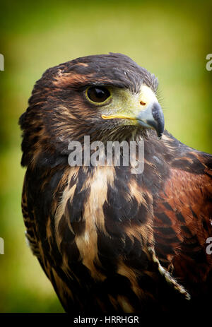 Harris hawk portrait Banque D'Images