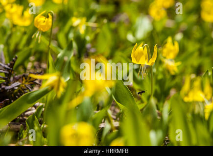 Une vue rapprochée de lilys avalanche avec une abeille au-dessous une fleur. Banque D'Images