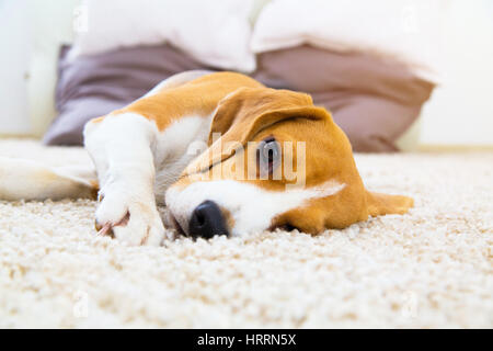 Chien fatigué sur tapis. Beagle triste sur le sol. Chien couché sur le doux tapis après la formation. Avec Beagle triste ouvert les yeux à l'intérieur. Bel animal arrière-plan. Banque D'Images