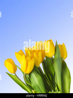 Libre de tulipes jaunes sur fond bleu. Arrière-plan de printemps avec des fleurs jaunes. Espace libre pour le texte sur fond de ciel bleu. Groupe de tulipes avec Banque D'Images